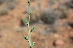Hermannia desertorum