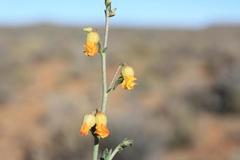 Hermannia desertorum