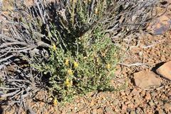 Hermannia desertorum