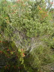 Phylica axillaris maritima