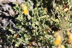 Hermannia desertorum