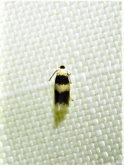 Stigmella nigriverticella