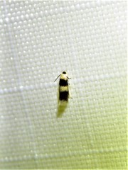 Stigmella nigriverticella