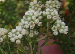 Phylica axillaris maritima