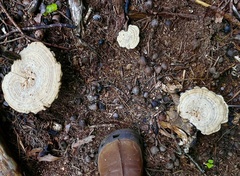 Microporellus dealbatus