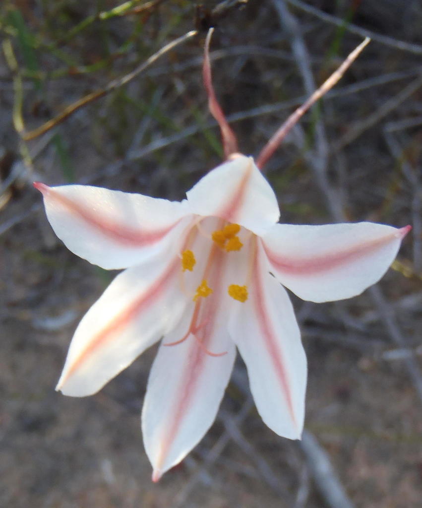 Cyrtanthus smithiae, Heaven in Langkloof
