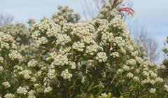 Phylica axillaris maritima