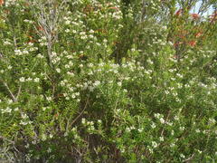 Phylica axillaris maritima