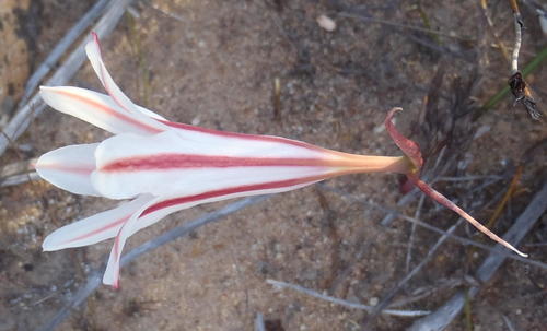 Cyrtanthus smithiae
