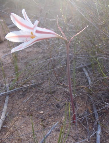 Cyrtanthus smithiae
