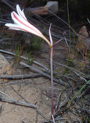 Cyrtanthus smithiae