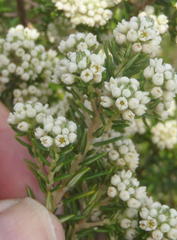 Phylica axillaris maritima