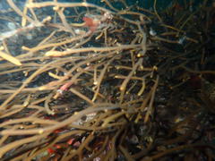 Bifurcariopsis capensis