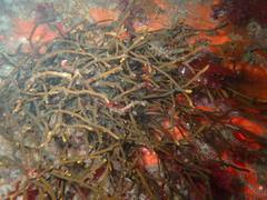 Bifurcariopsis capensis