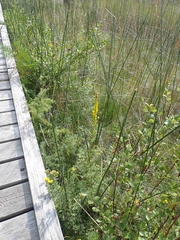 Solidago uliginosa peracuta