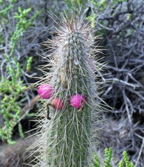 Cleistocactus baumannii