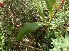 Solidago uliginosa peracuta