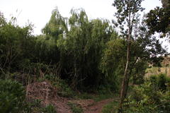 Salix babylonica babylonica