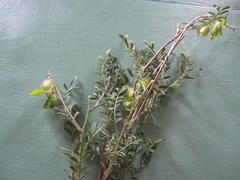 Lessertia spinescens