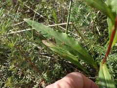Solidago uliginosa peracuta