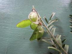 Lessertia spinescens