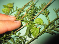 Lessertia spinescens