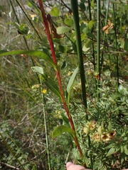 Solidago uliginosa peracuta