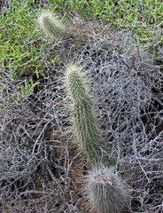 Cleistocactus baumannii