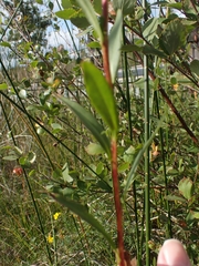 Solidago uliginosa peracuta