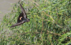 Petrochelidon spilodera