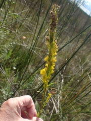 Solidago uliginosa peracuta