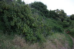 Coleus barbatus grandis