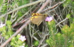 Metisella metis paris