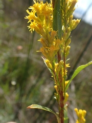 Solidago uliginosa peracuta