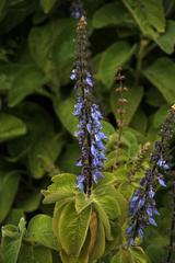 Coleus barbatus grandis