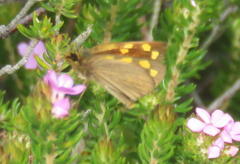 Metisella metis paris