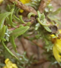 Oedera humilis