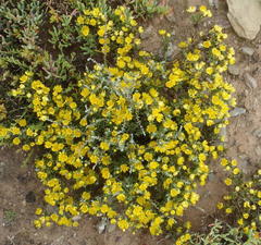 Oedera humilis