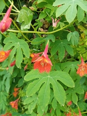 Tropaeolum smithii