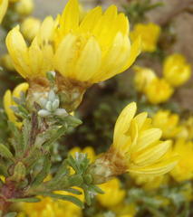 Oedera humilis