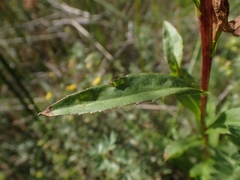 Solidago uliginosa peracuta