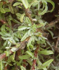 Oedera humilis