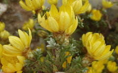 Oedera humilis