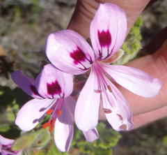 Pelargonium panduriforme