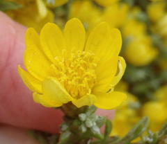 Oedera humilis