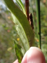 Solidago uliginosa peracuta