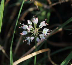 Allium ericetorum