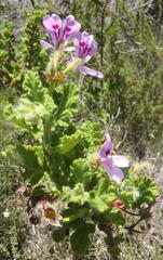 Pelargonium panduriforme