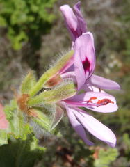 Pelargonium panduriforme