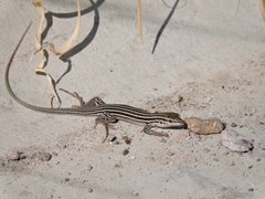 Aspidoscelis exsanguis